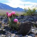 Virágzik a sivatag, Death Valley NP, California