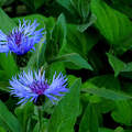 kék búzavirág, kerti virág, magyarország