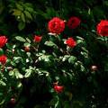 futó rózsa, kerti virág, magyarország