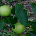 alma, gyümölcs, ősz, magyarország