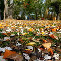 ősz, levelek, magyarország