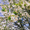 Virágzó fa tavasz