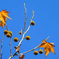 Juhar levelű platánfa, ősz, magyarország