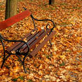 pad, ősz, levelek, magyarország