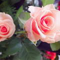 Rózsa. Fotó Csonki