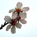 mandula fa virág, tavasz, magyarország