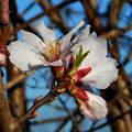 gyümölcsfavirág, tavasz, magyarország