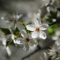 Gyümölcsfa virág tavasz