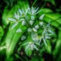 Allium ursinum virága