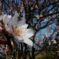 mandulafa virág, tavasz, magyarország