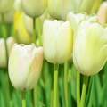 spring, tulip, tavasz, tulipán, pasztell, Isztambul, Istanbul, Emirgan, magic