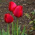 tulipán, kerti virág, tavasz, magyarország