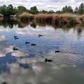 Gyömrői Tőzeges tó kacsái