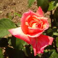 Rózsa