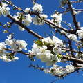 Cseresznye, április