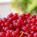 ribizli, gyümölcs, nyár, piros, egészség, vidám