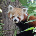 Vörös panda,vagy macskamedve