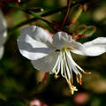 gaura, kerti virág