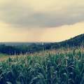 Zalai táj, kukoricaföld
