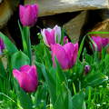Kinyílt a tulipán is