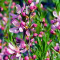 Angelonia