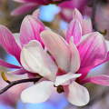 Magnólia, tavasz, virágzó fa, liliomfa