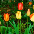 Tavasz, tulipán, kert
