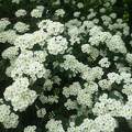 Fehér virágok az esőben