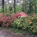 Rododendron