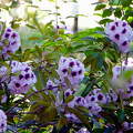 Rhododendron - Szombathely