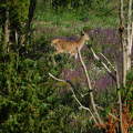 Bambi a Koloska-völgyi Vadasparkban - Balatonfüred