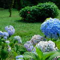 Hortenzia virágzás Kámoni Arborétum és Ökoturisztikai Központban - Szombathely