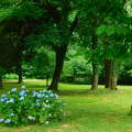Hortenzia virágzás a Kámoni Arborétumban - Szombathely