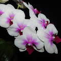 Eső áztatta orchidea