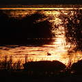 Kis kacsa fürdik a Balatoni naplementében