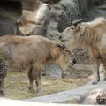 Aranyszőrű takinok az Állatkertben