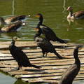 Kárókatona - Tisza-tavi Ökocentrumban - Poroszló