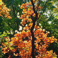 Ősz színei a napsütésben