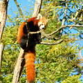 Veszprémi állatkertben, vörös panda