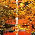 ősz, őszi színek, levelek, block, narancsssárga, sárga