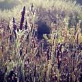 Lavandula multifida - nyugati levendula