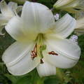 Liliom,fehér virág,nyár