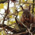 Csemegéző, gyűjtögető mókus