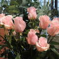 Berni rózsák