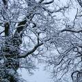 Balatonlmádi, hó van :)