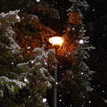 Örökzöld a havazásban, éjszakai kép
