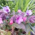 Orvosi tüdőfű, Pulmonaria officinalis