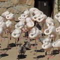 Flamingók fiókákkal