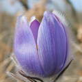 Kora tavaszi virág a leánykökörcsin, amit vastag és sűrű szőrbunda véd a hajnali hidegtől.