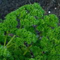 fodros petrezselyem, (Petroselinum crispum), zöldség